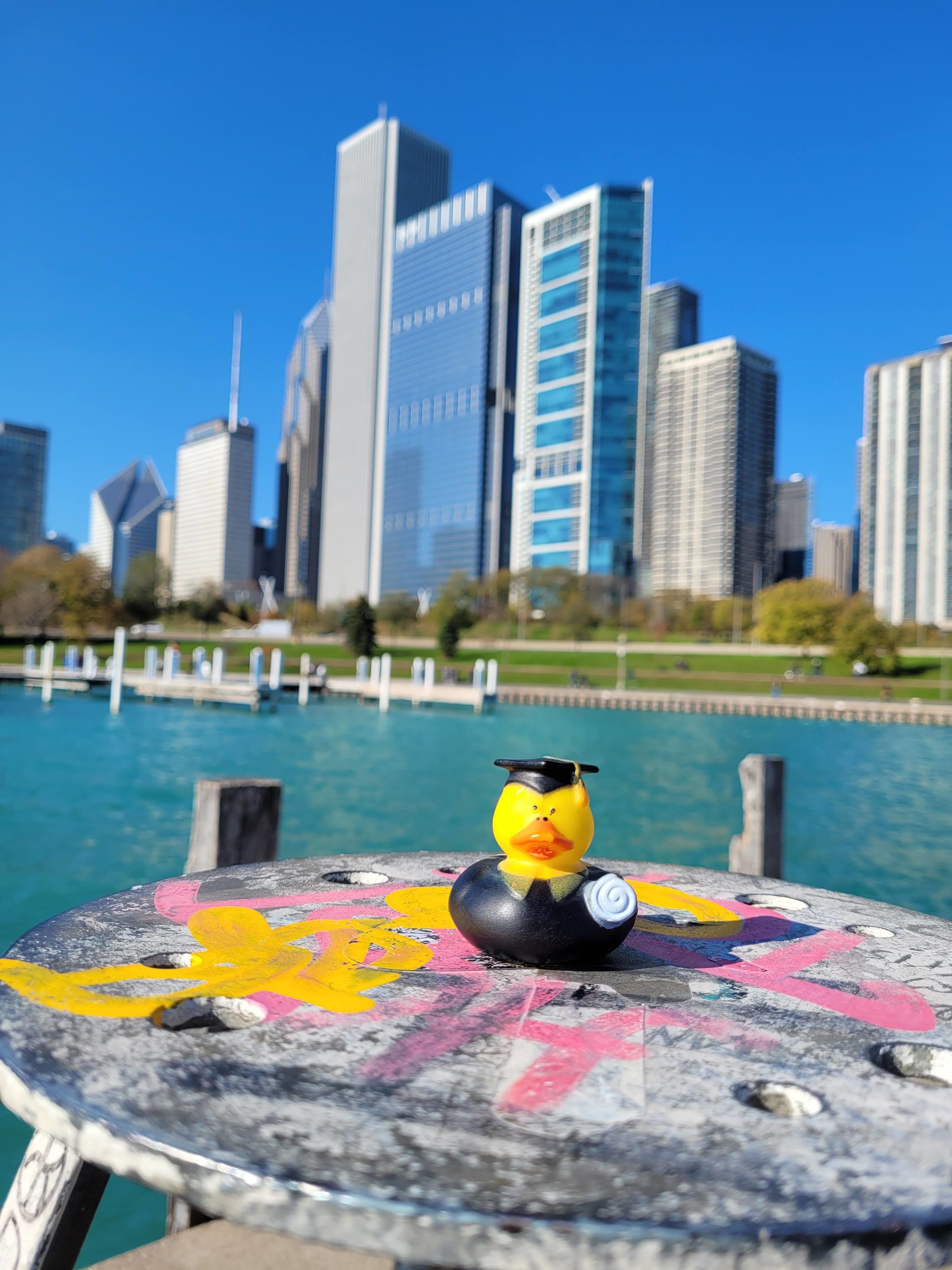 Study duck in scholarly garb with water and skyline in background