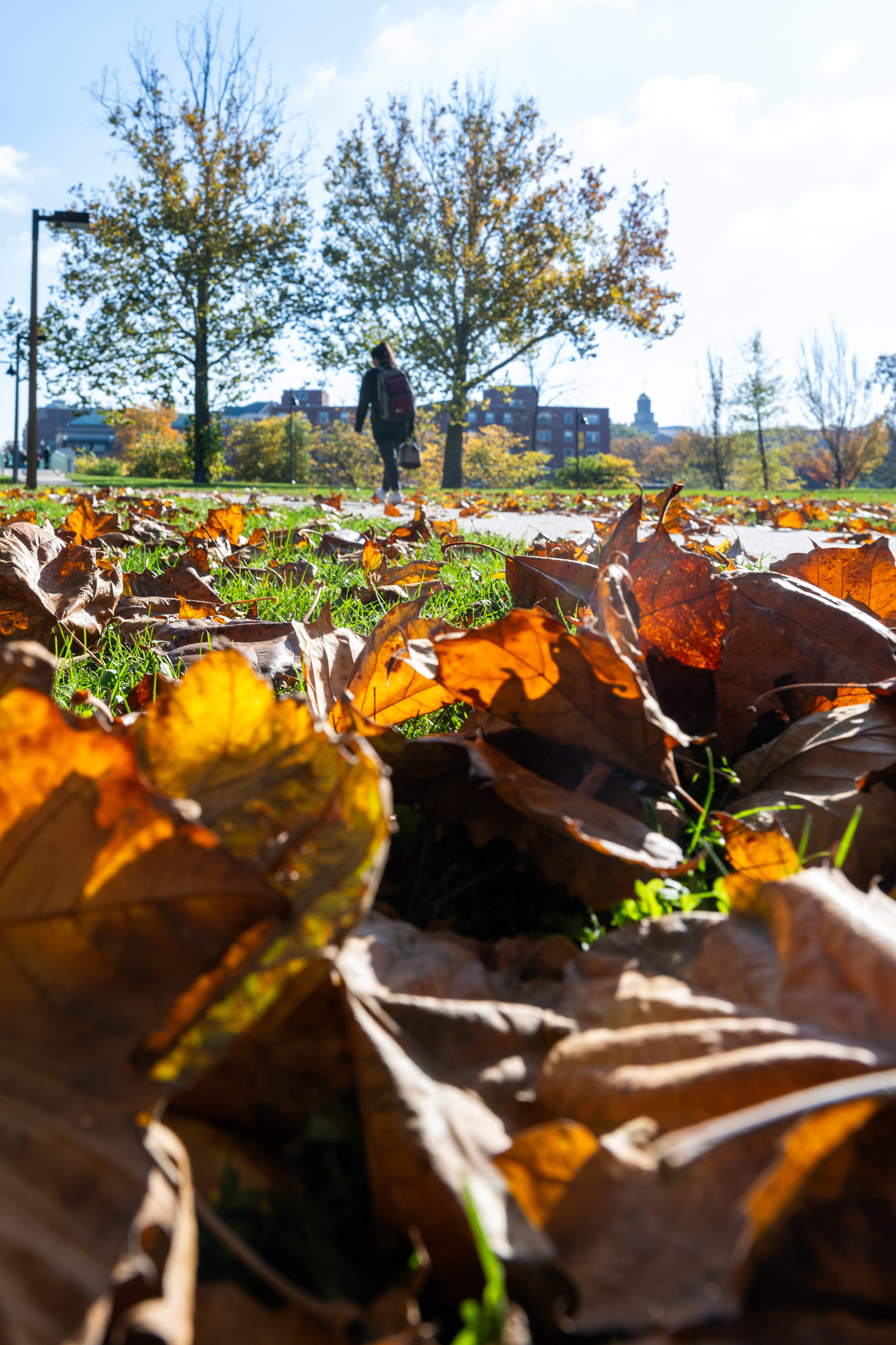 fall scene