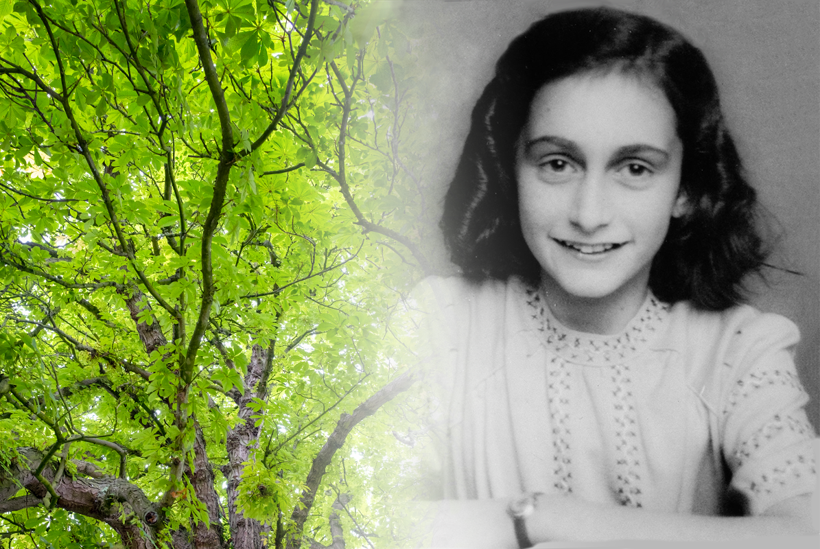 Anne Frank and chestnut tree