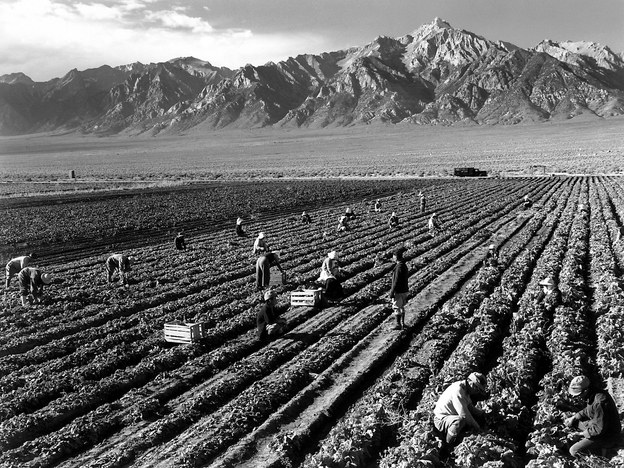 black and white Ansel Adams photo of field laborers