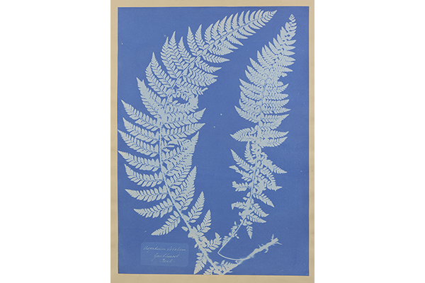 cyanotype print of a fern leaves