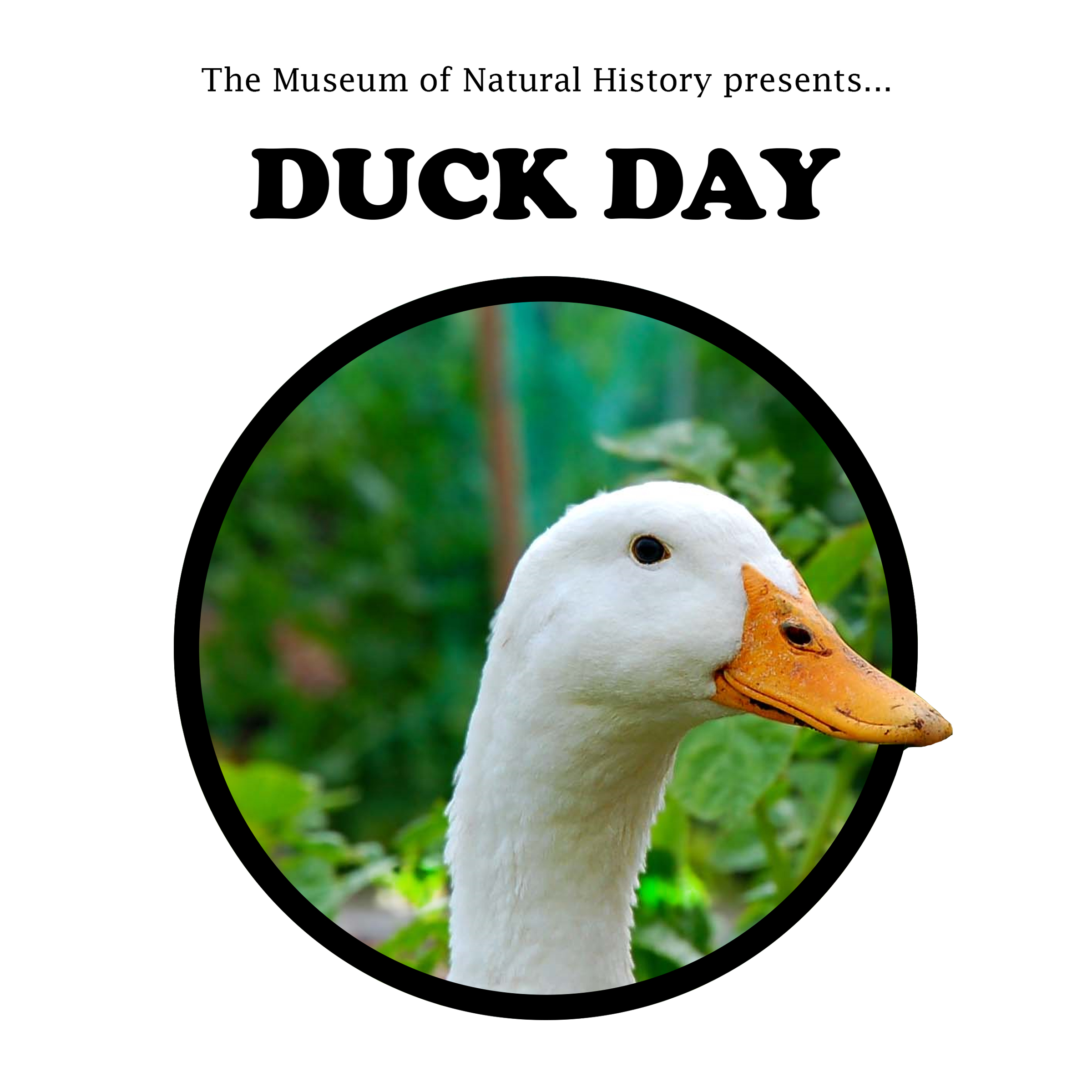 Duck Day!