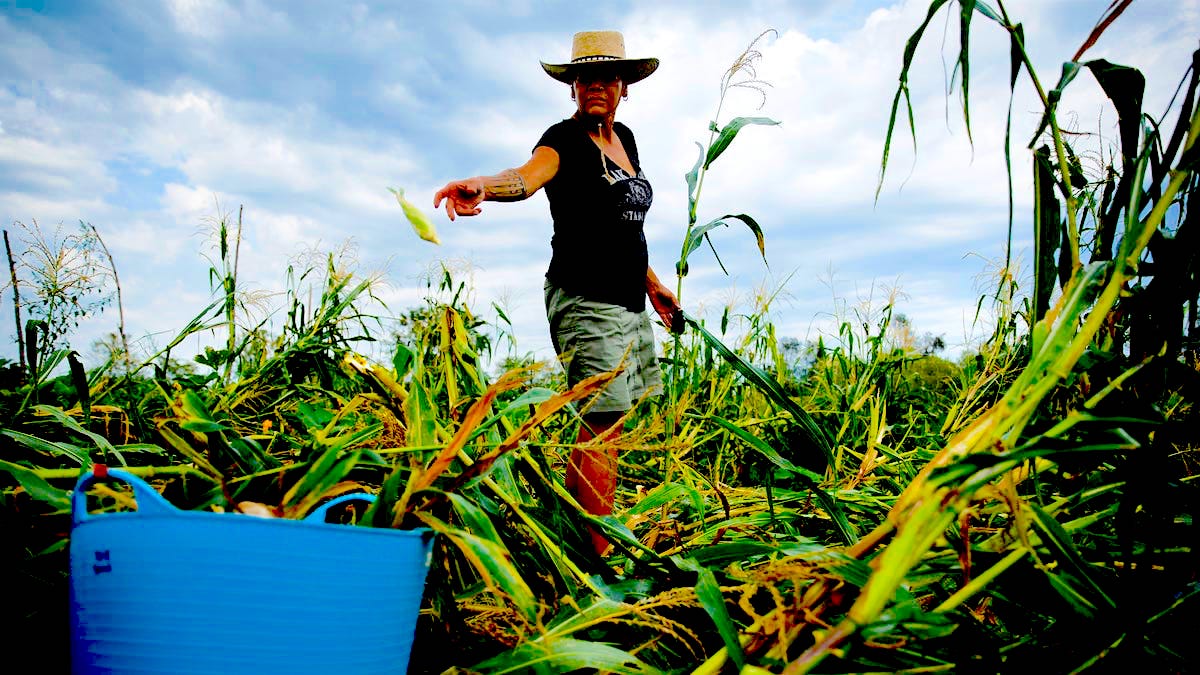 Indigenous farmer picking corn