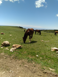 A horse grazing