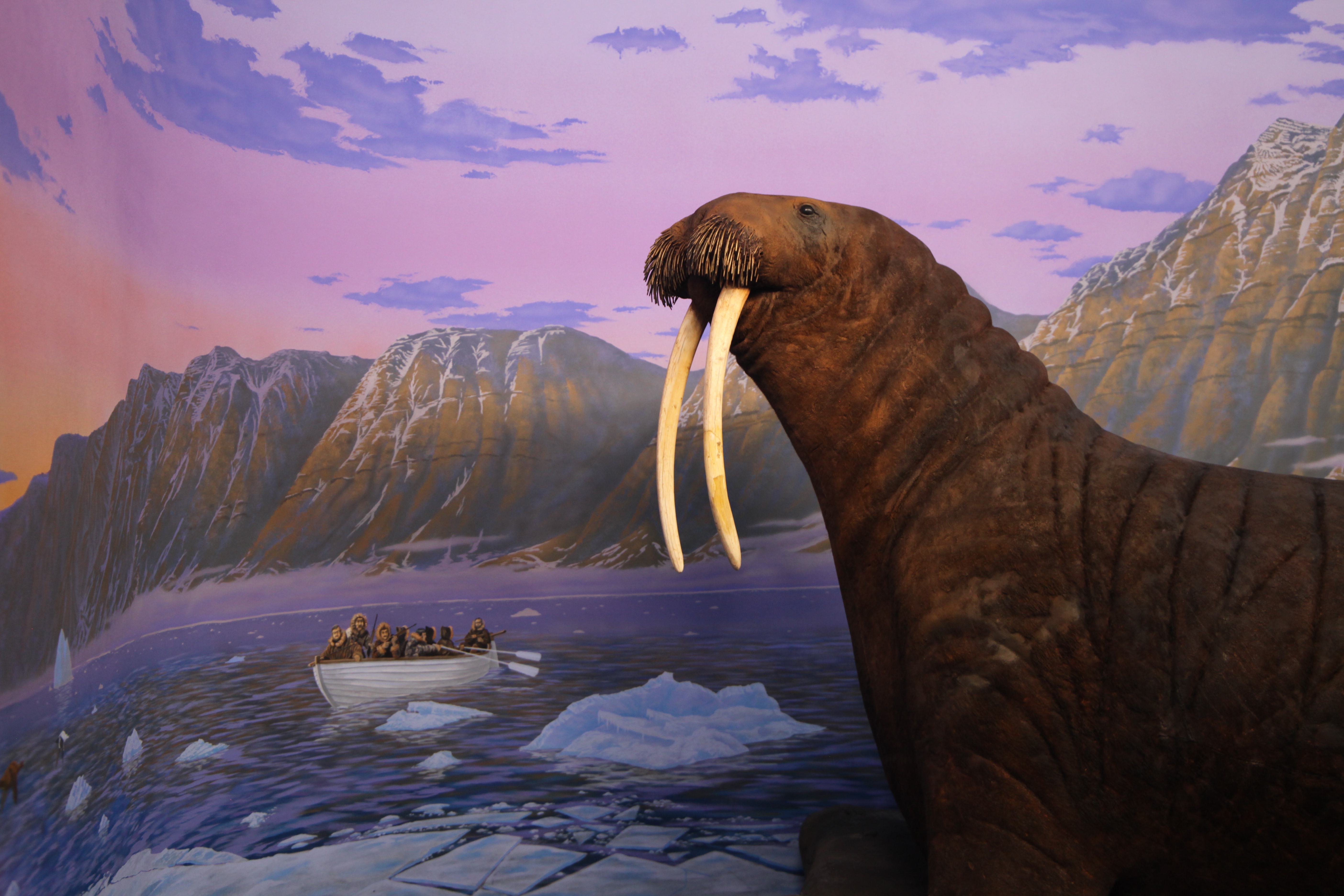 Walrus at UI Museum of Natural History