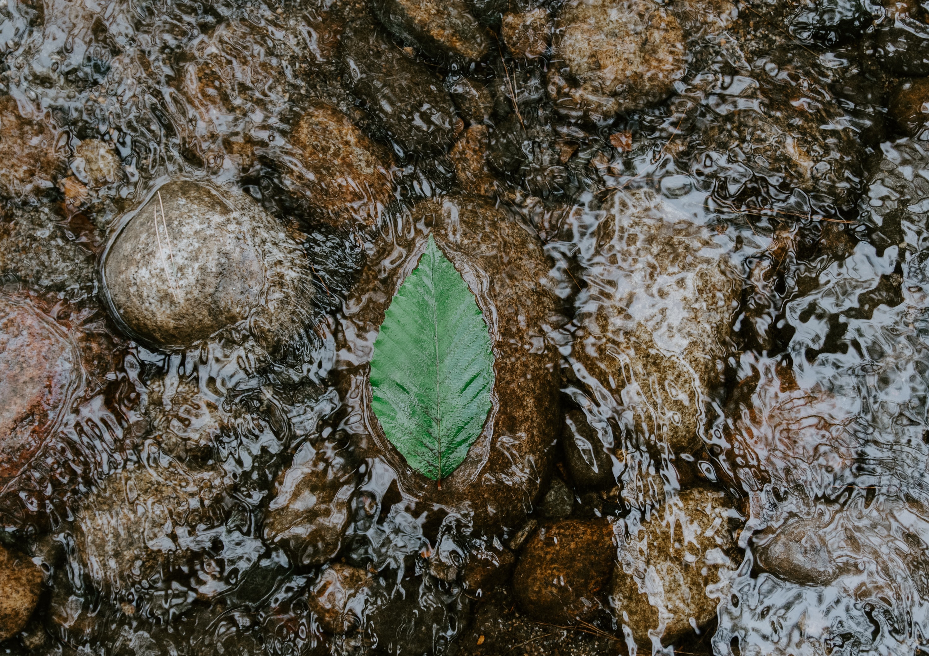 Попав в листья вода с поверхности. Каменный лист. Вода обтекает камень. Листья на камнях. Камни в воде Макросъемка.