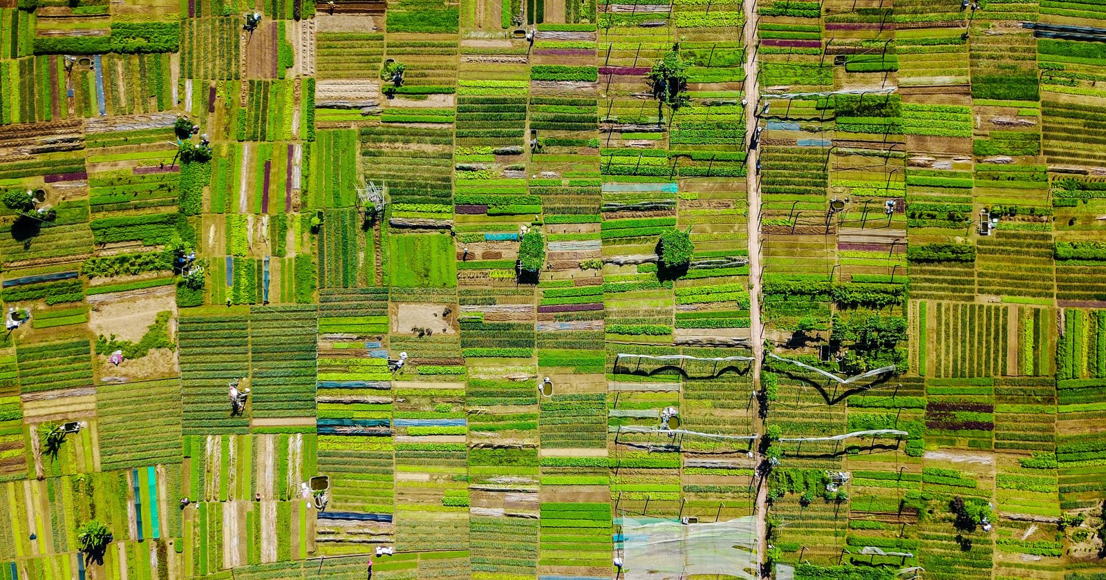Aerial view of patchwork farmland