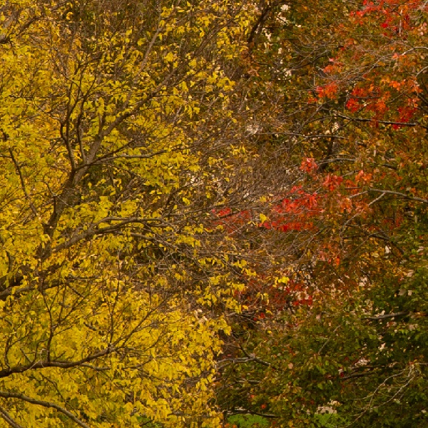 Image of trees in fall colors